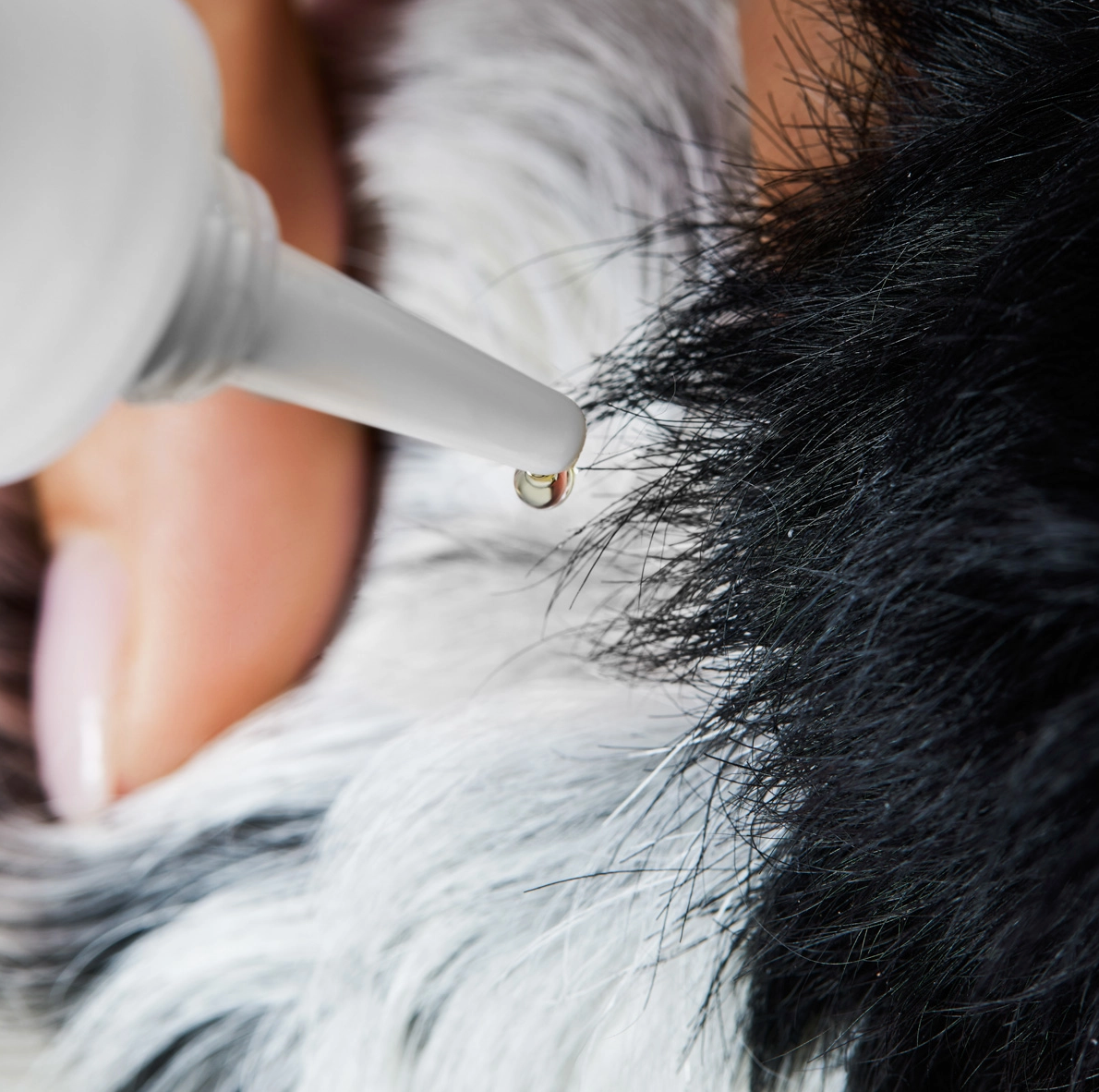 HealthyDog Tierliebhaber Z-Spot