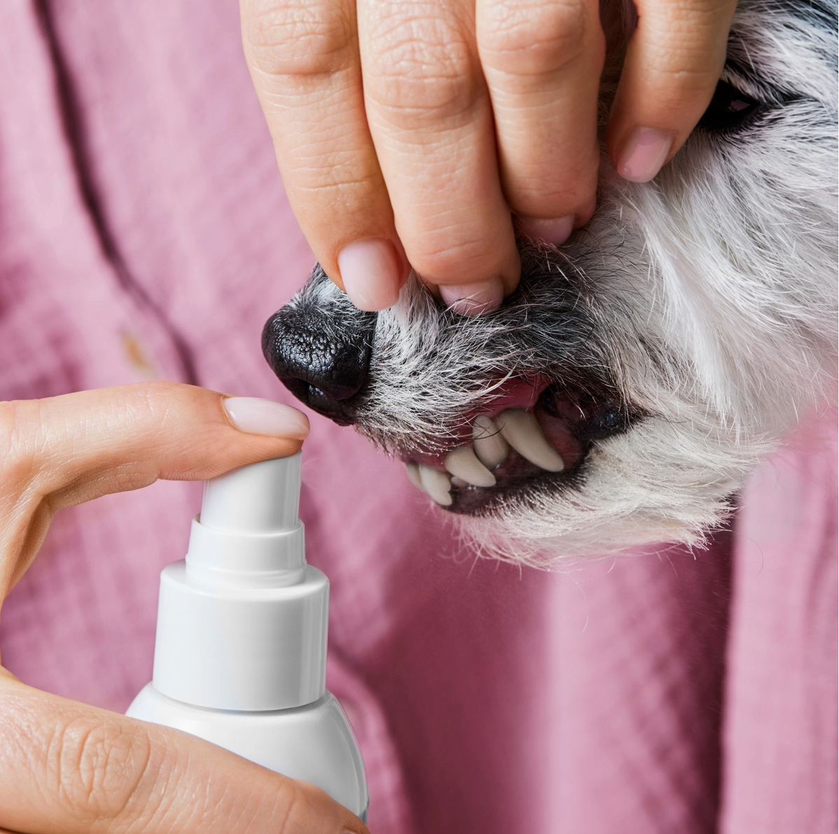 HealthyDog Tierliebhaber Dentalspray