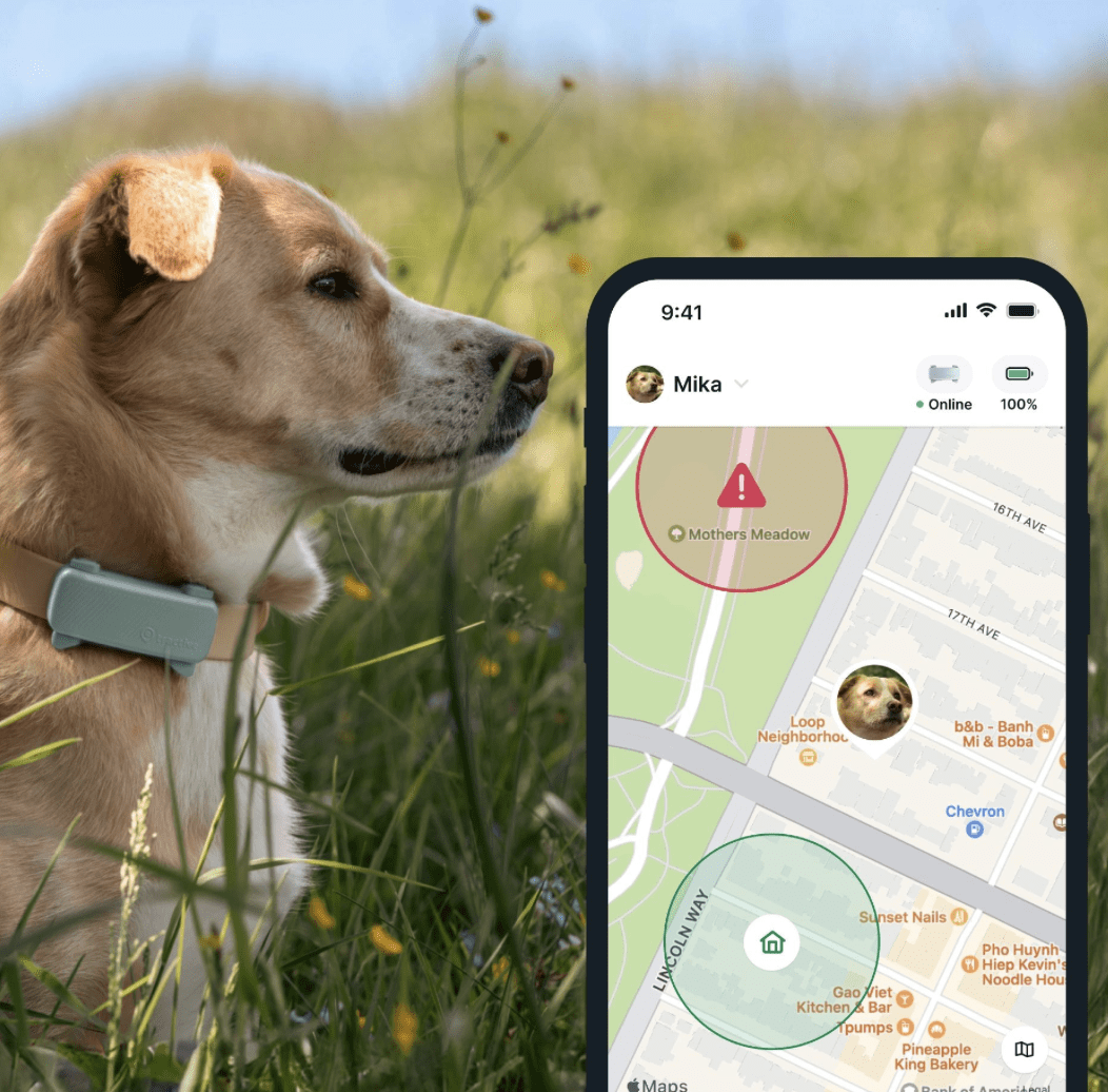 Tractive Dog6 GPS Tracker "mint"