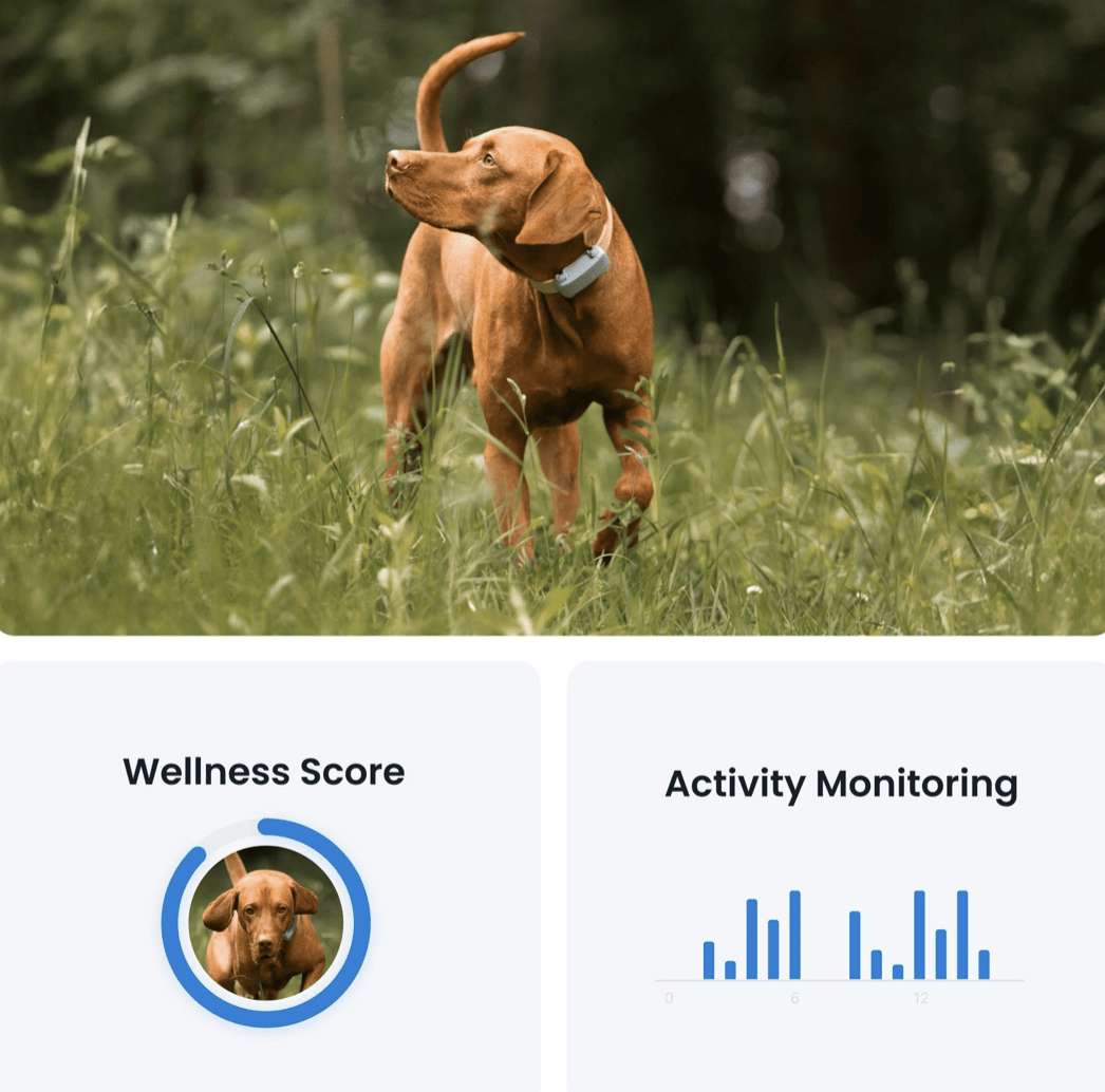Tractive Dog6 GPS Tracker "mint"
