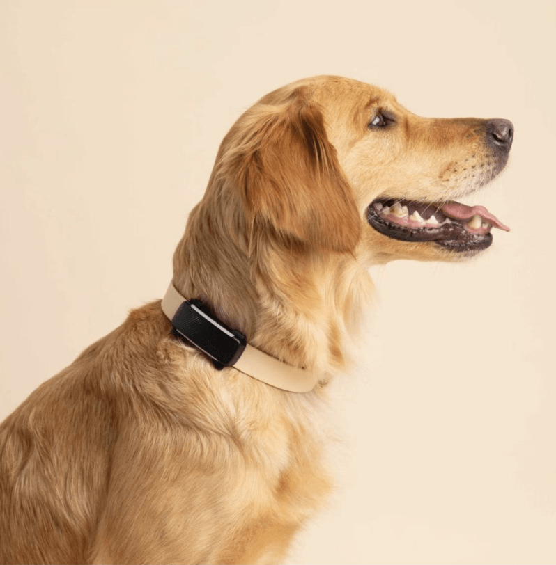 Tractive Dog6 GPS Tracker "schwarz"