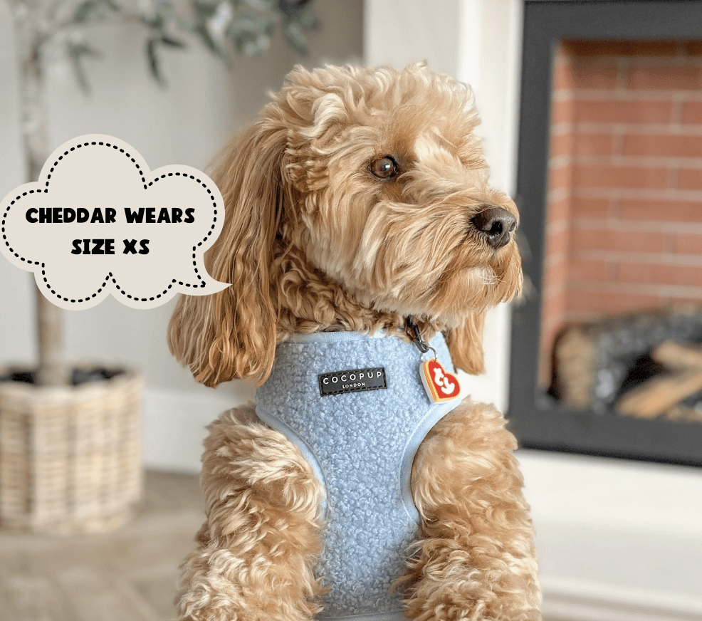 Cocopup London Teddy verstellbares Halsgeschirr "babyblau"