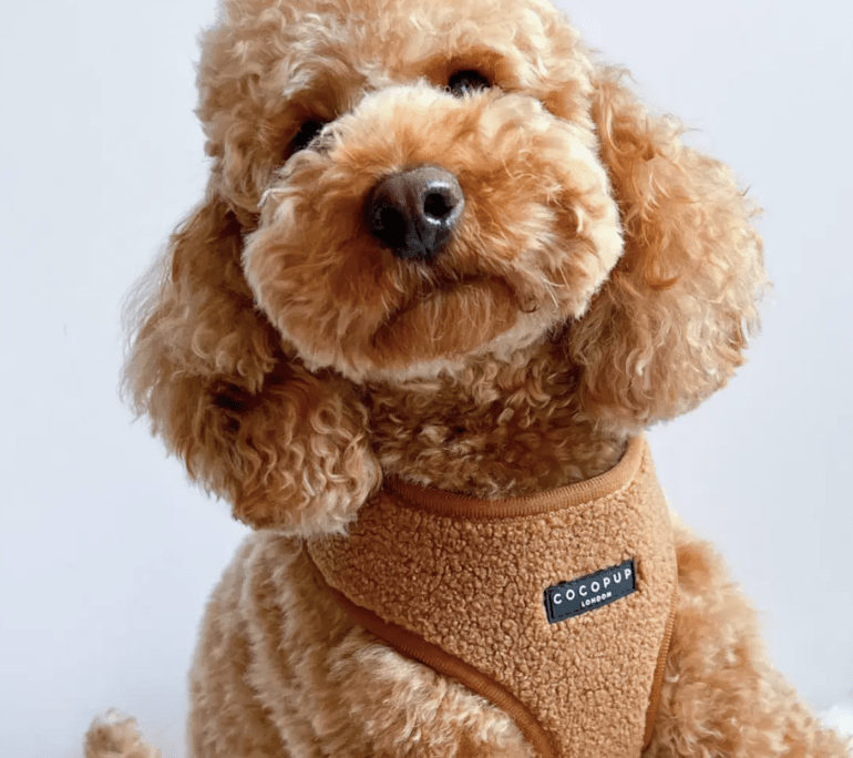 Cocopup London Teddy verstellbares Halsgeschirr "Paddington"