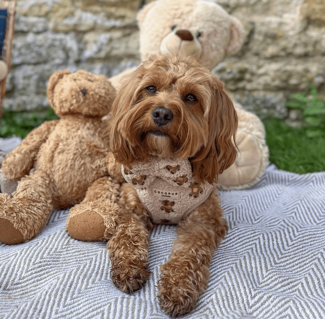 Cocopup London Teddy verstellbares Halsgeschirr mit besticktem Teddy-Motiv