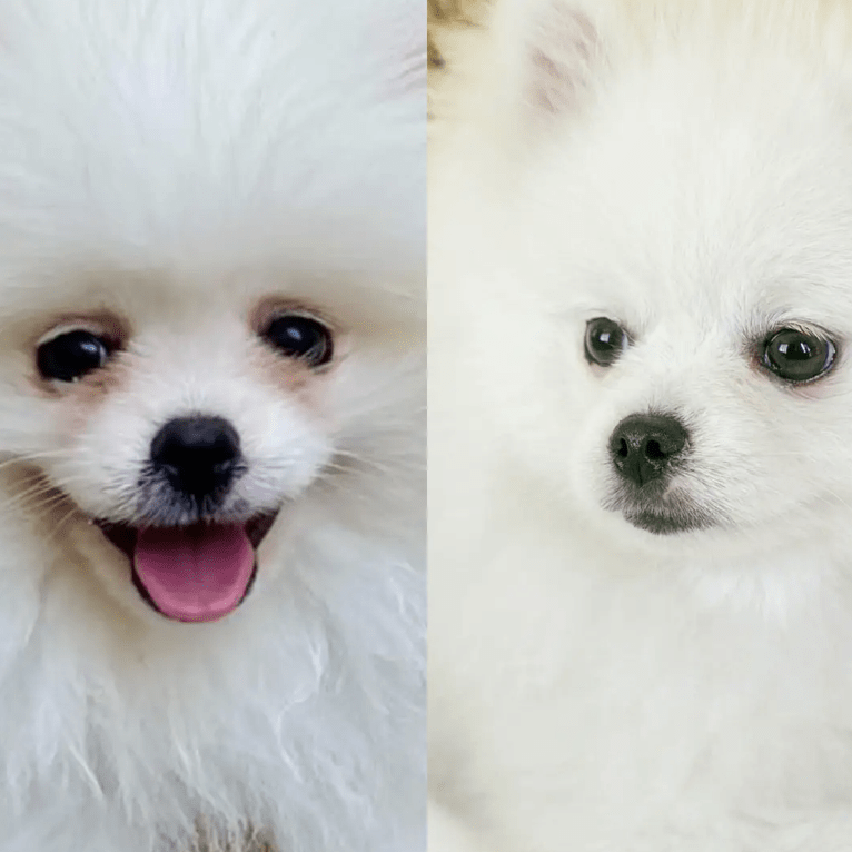 Masco Beauty Augenreiniger für Hunde