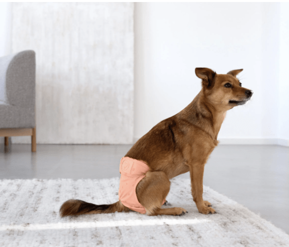 PALOPA Hundewindel Glan "peach"