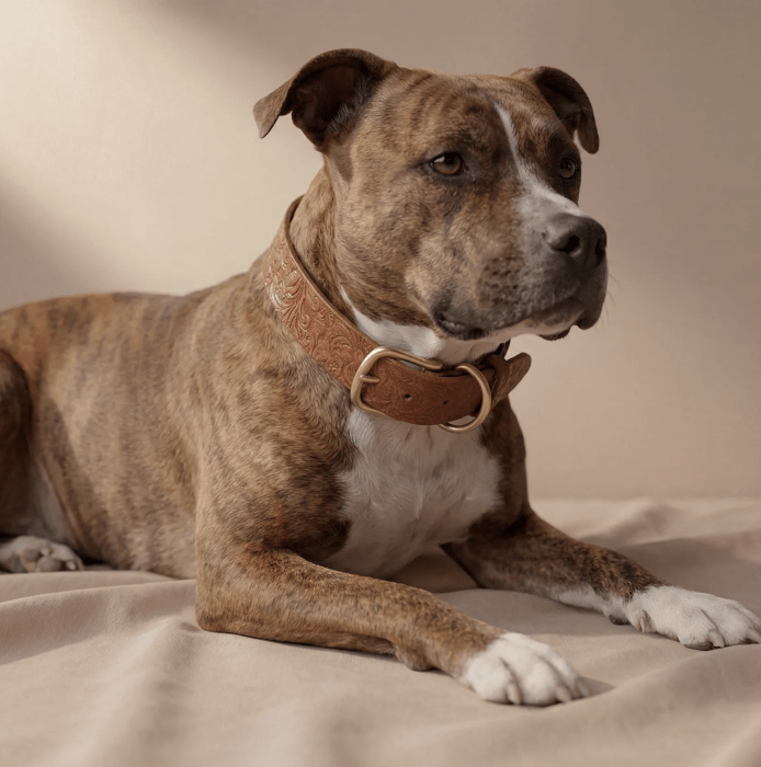 Doggy with Style Lederhalsband Floralis "Cognac"