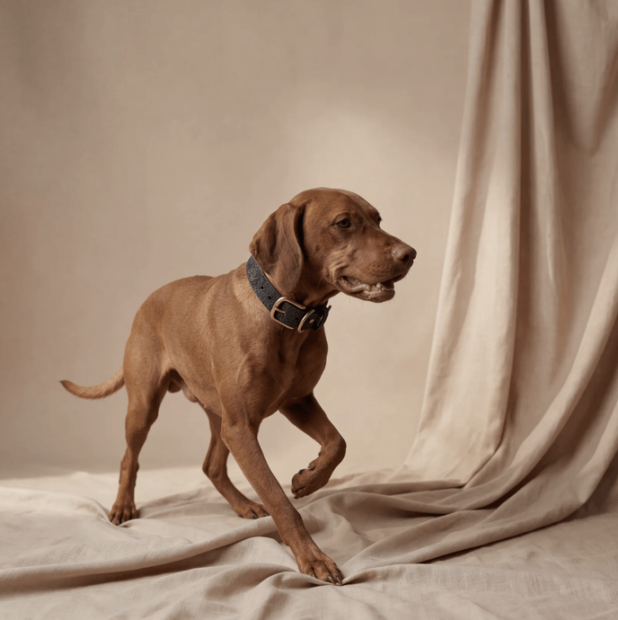 Doggy with Style Lederhalsband Floralis "Schwarz"