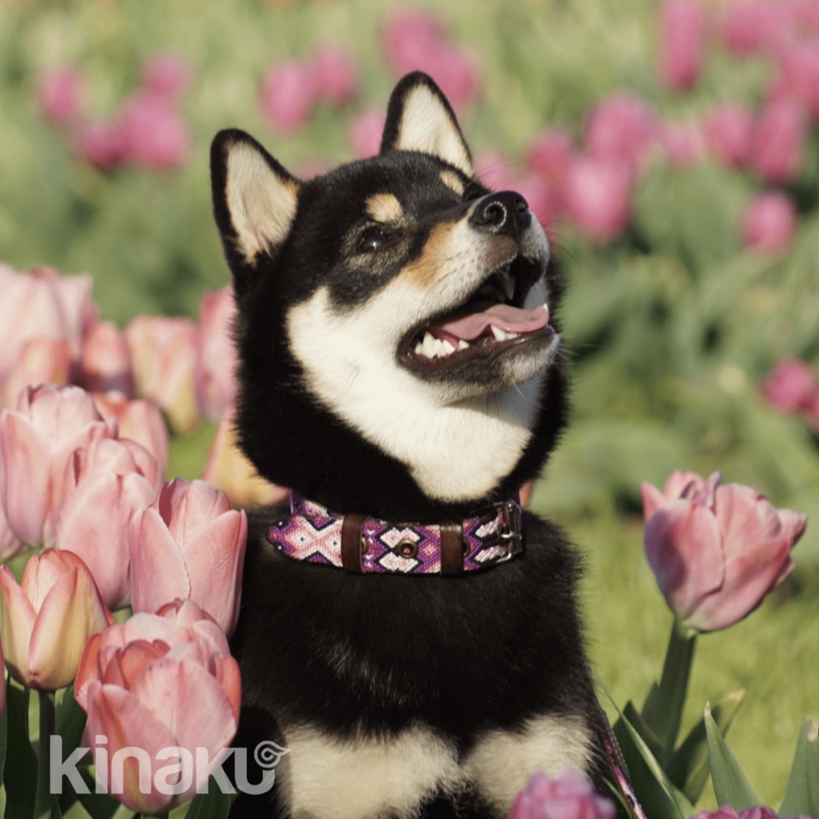 Kinakú Hundehalsband TONINA