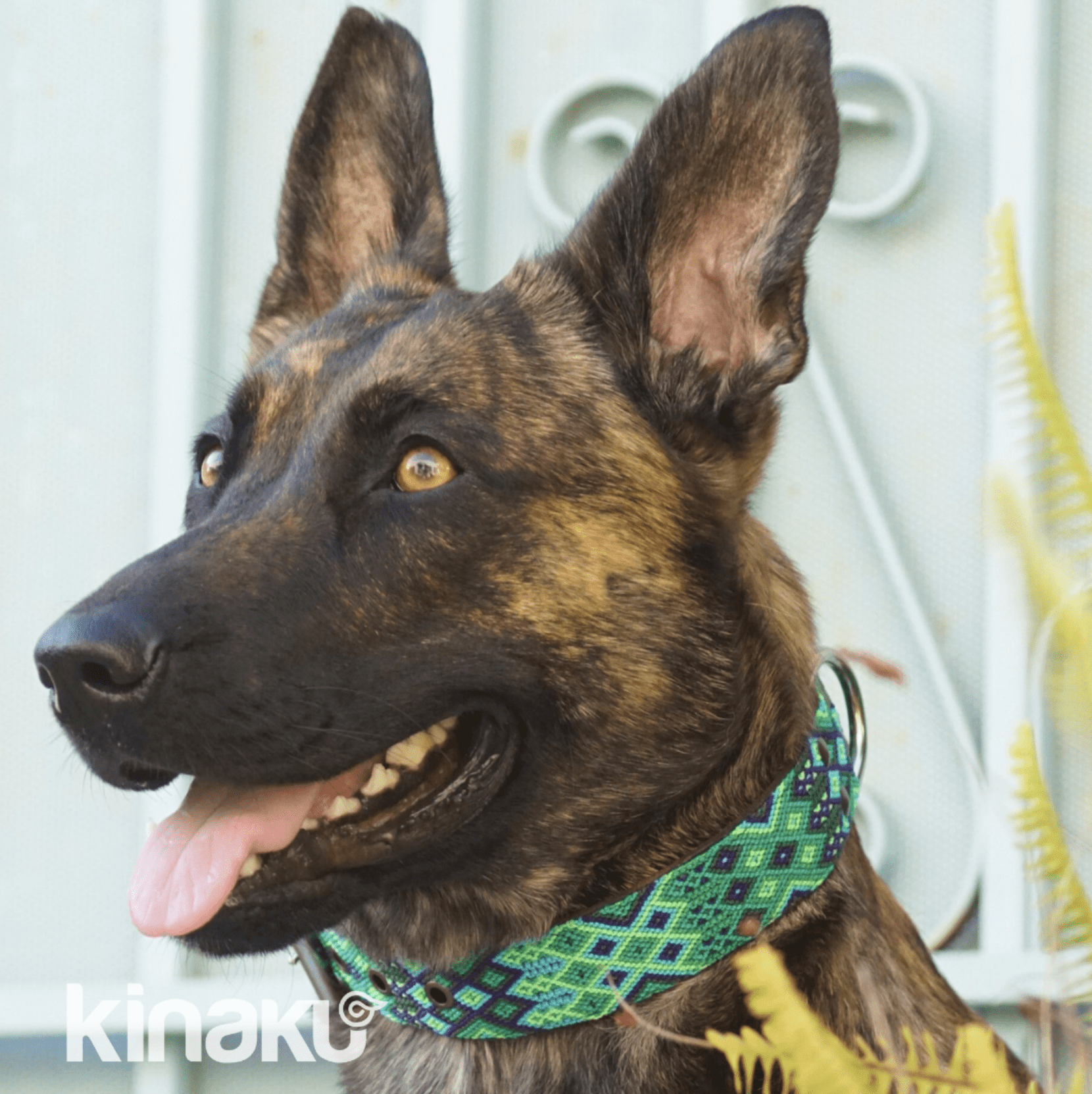 Kinakú Hundehalsband BECAN
