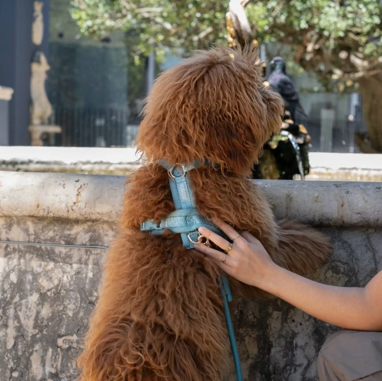 Furlou Y-Hundegeschirr "blau"