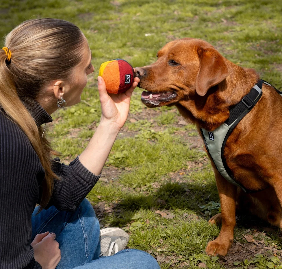 Redoggo Hundespielzeug Ball "bunt"
