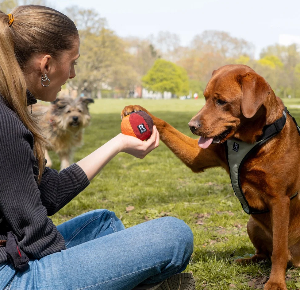Redoggo Hundespielzeug Ball "bunt"