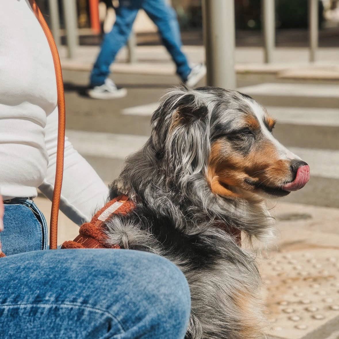 Furlou Y-Hundegeschirr Sherpa "clay"