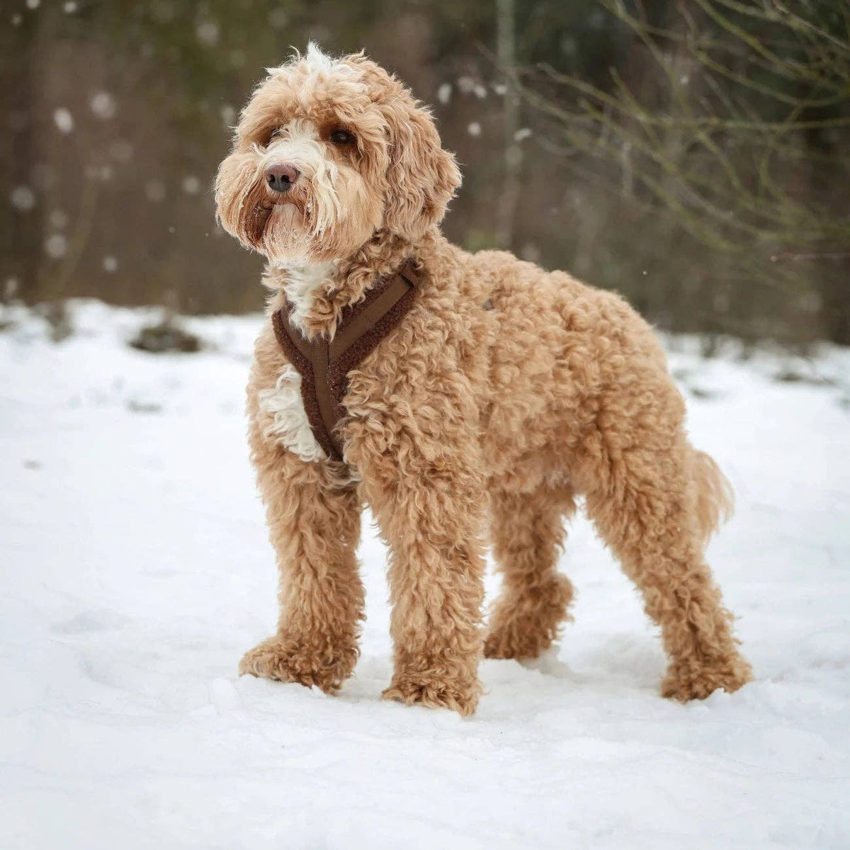 Furlou Y-Hundegeschirr Sherpa "lila"