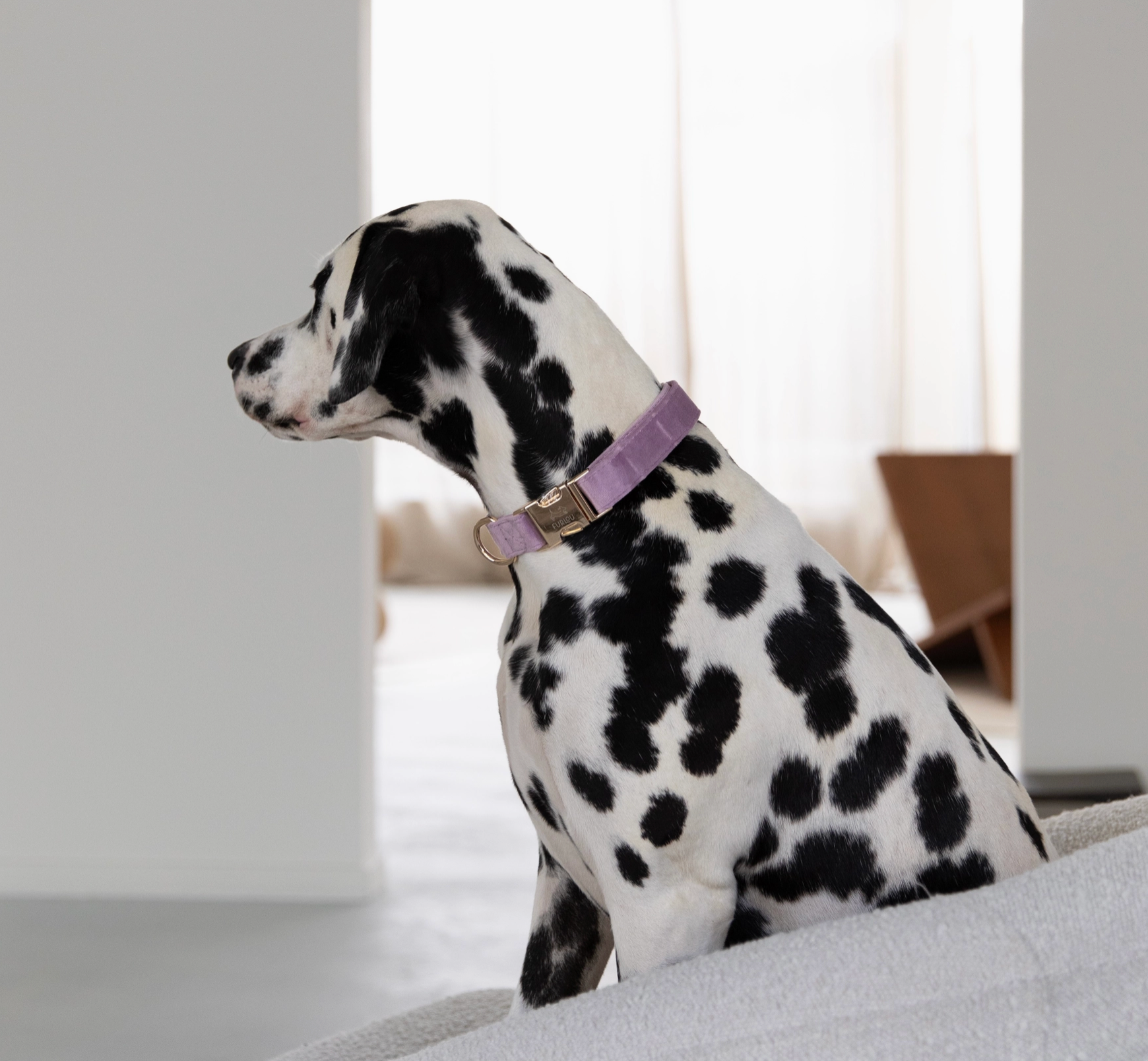 Furlou verstellbares Hundehalsband "lila"