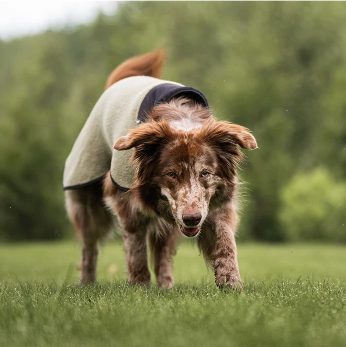 Hundlands Wollmantel Sport moosgrün