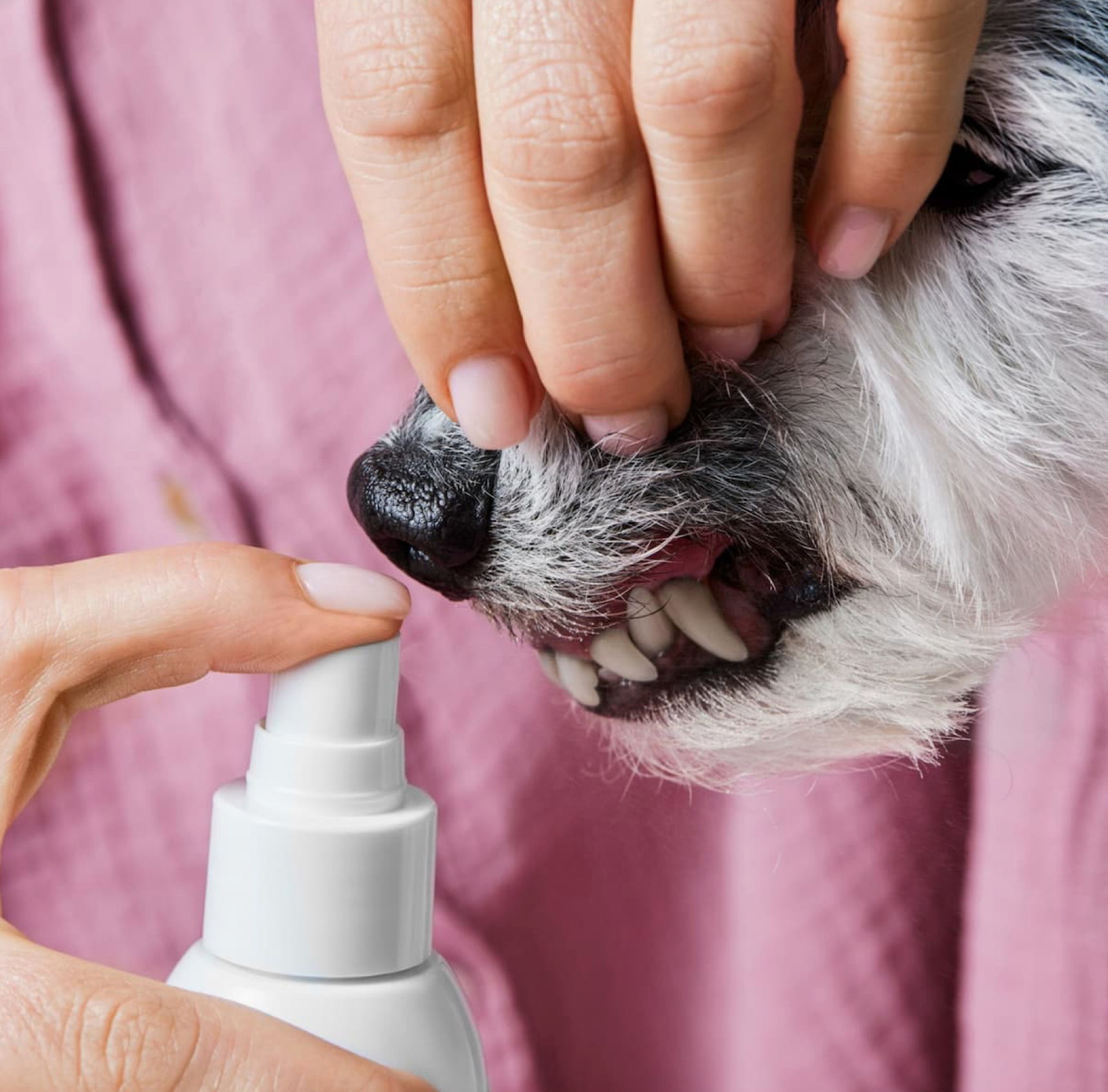 Tierliebhaber Dentalspray