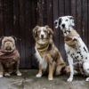 HealthyDog Lieblingspfote Hunde Bandana Halstuch Olive