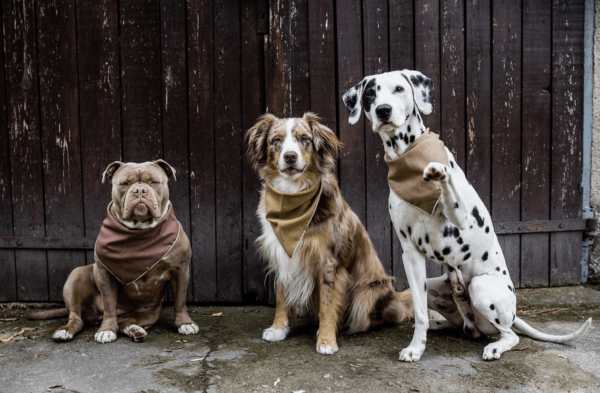 HealthyDog Lieblingspfote Hunde Bandana Halstuch Olive