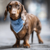 HealthyDog Lieblingspfote Hunde Bandana Halstuch Baltik blau