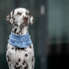 HealthyDog Lieblingspfote Hunde Bandana Halstuch Baltik blau
