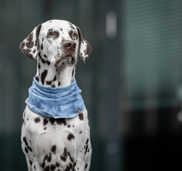 HealthyDog Lieblingspfote Hunde Bandana Halstuch Baltik blau