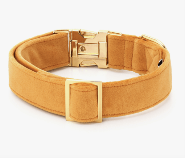 HealthyDog The Foggy Dog Hundehalsband honey