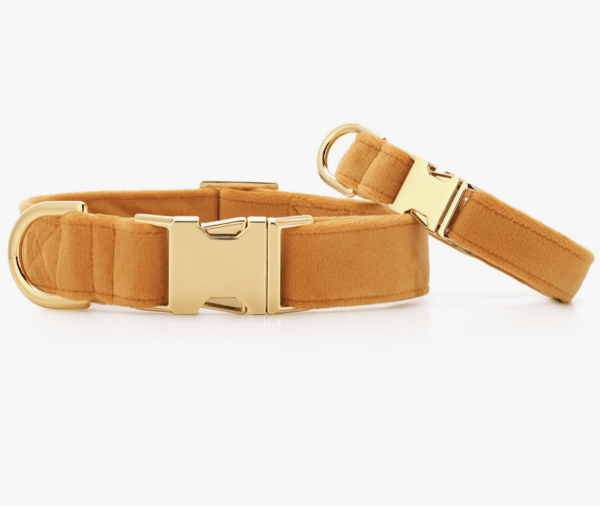 HealthyDog The Foggy Dog Hundehalsband honey