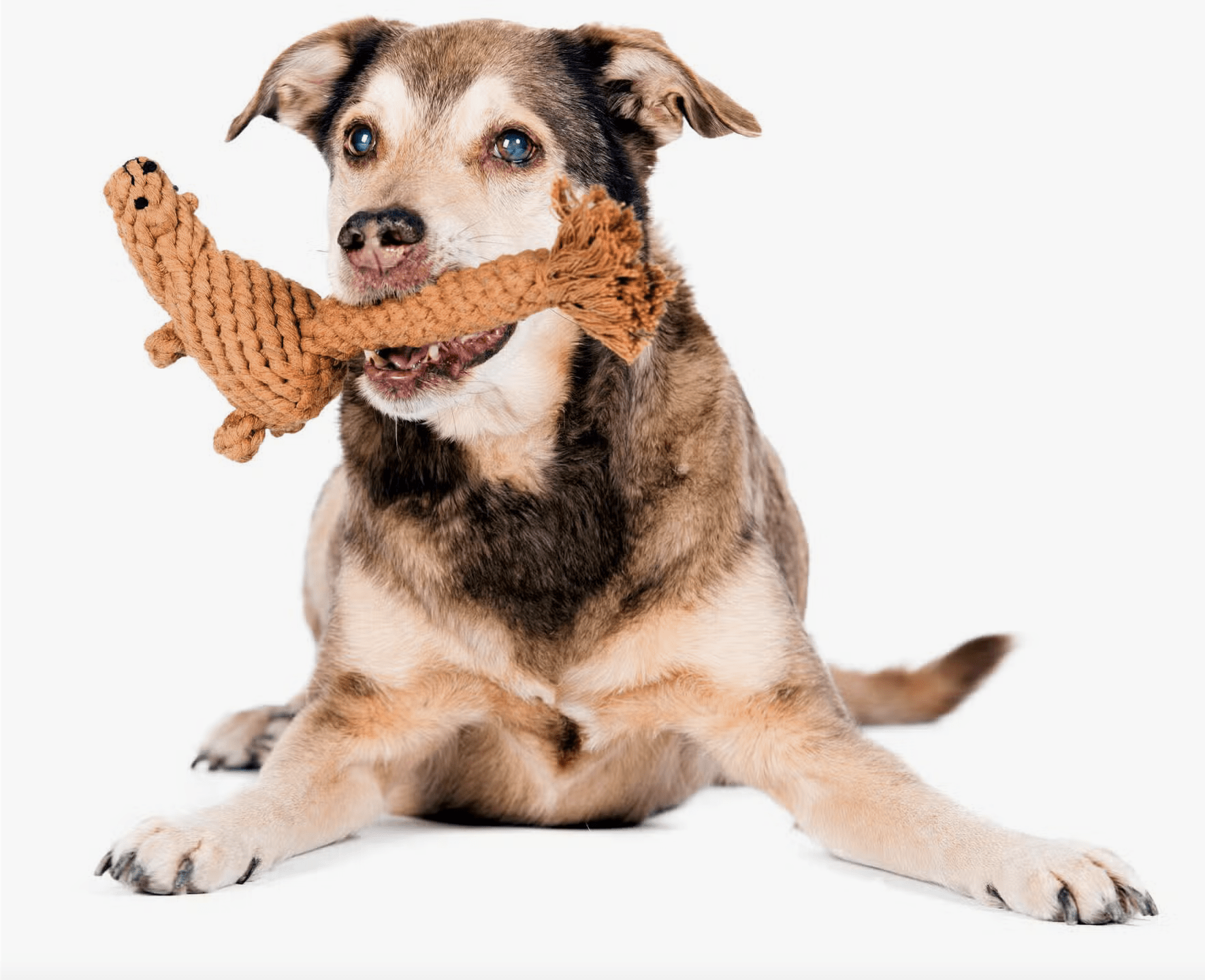 HealthyDog LABONI Eddie Eichhorn