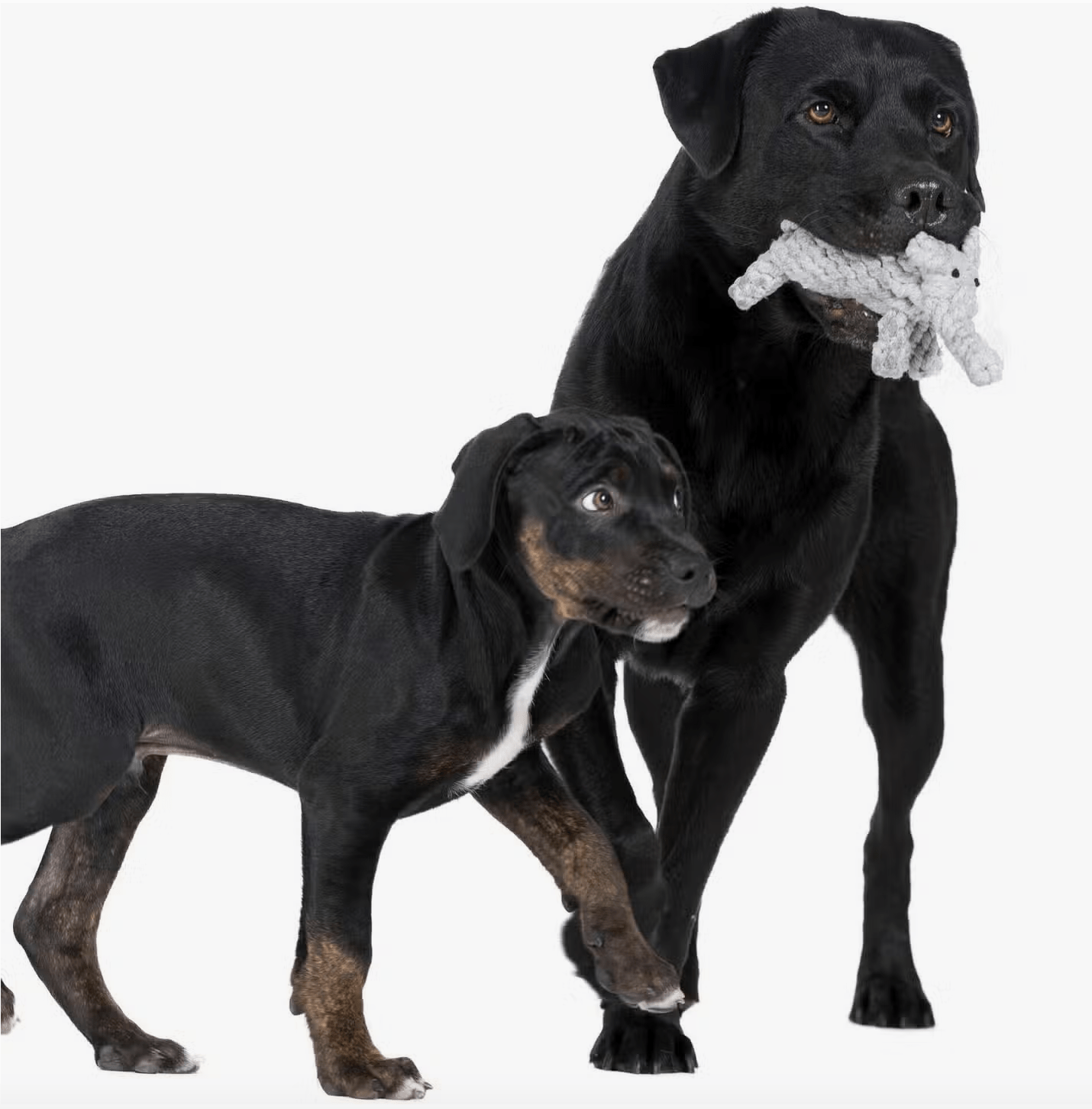 HealthyDog LABONI Elton Elefant Jr.