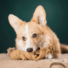 HealthyDog LABONI Heinrich Hase