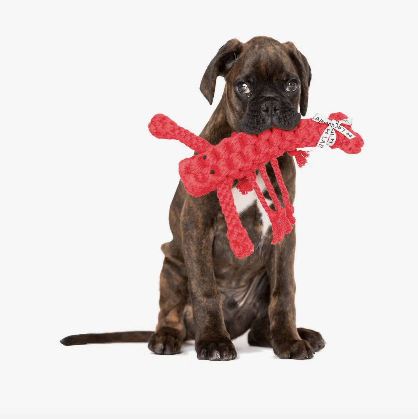 HealthyDog LABONI Hugo Hummer