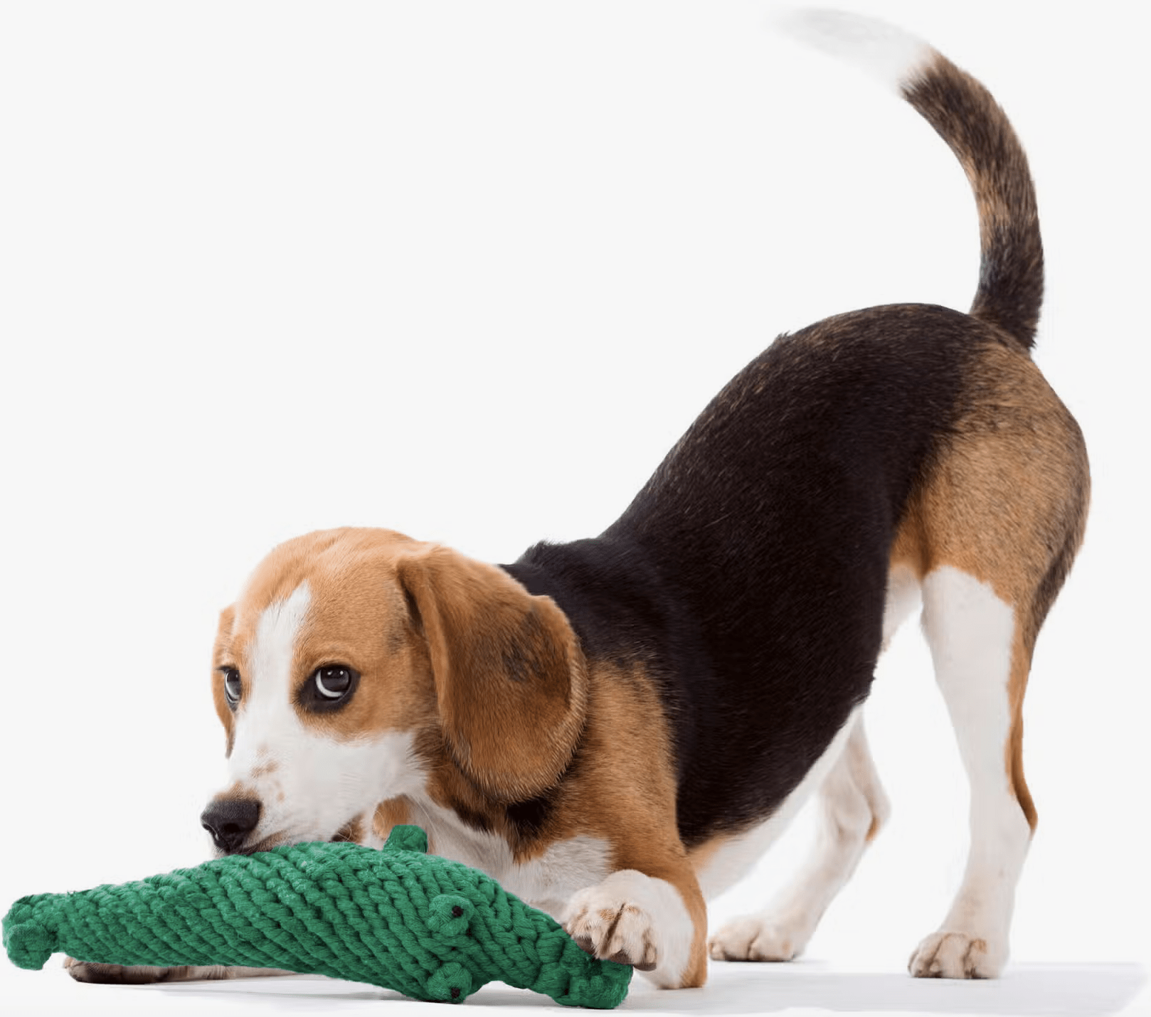 HealthyDog LABONI Kalli Krokodil