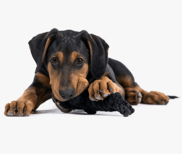 HealthyDog LABONI Kater Casanova