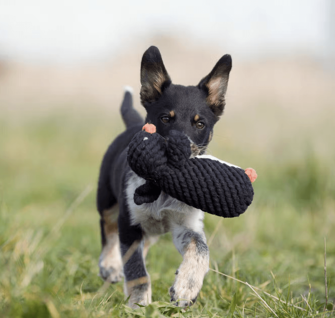 HealthyDog LABONI Poldi Pinguin