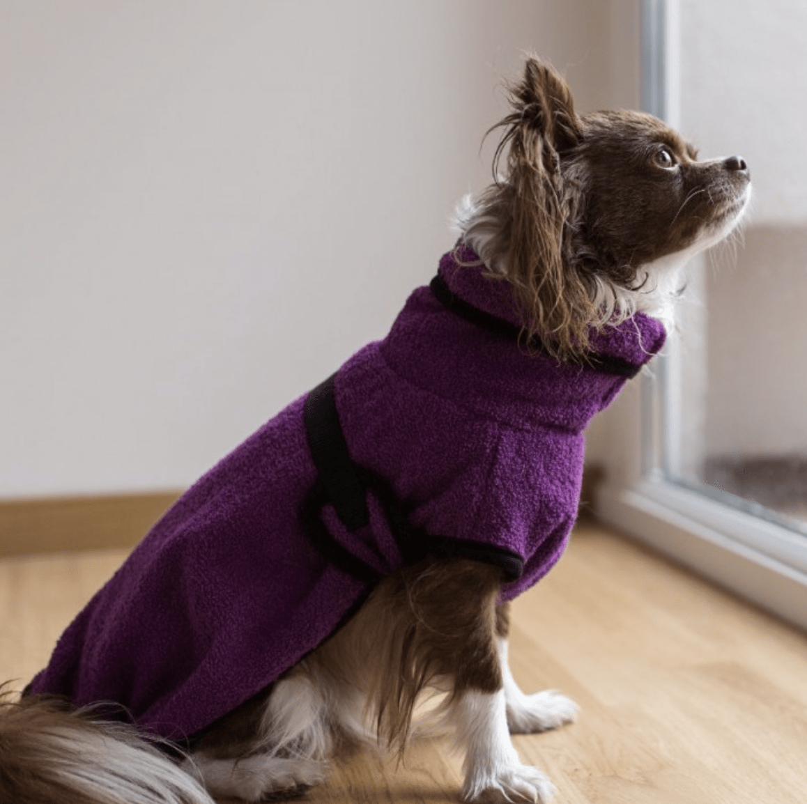 HealthyDog actionfactory dryup cape bilberry