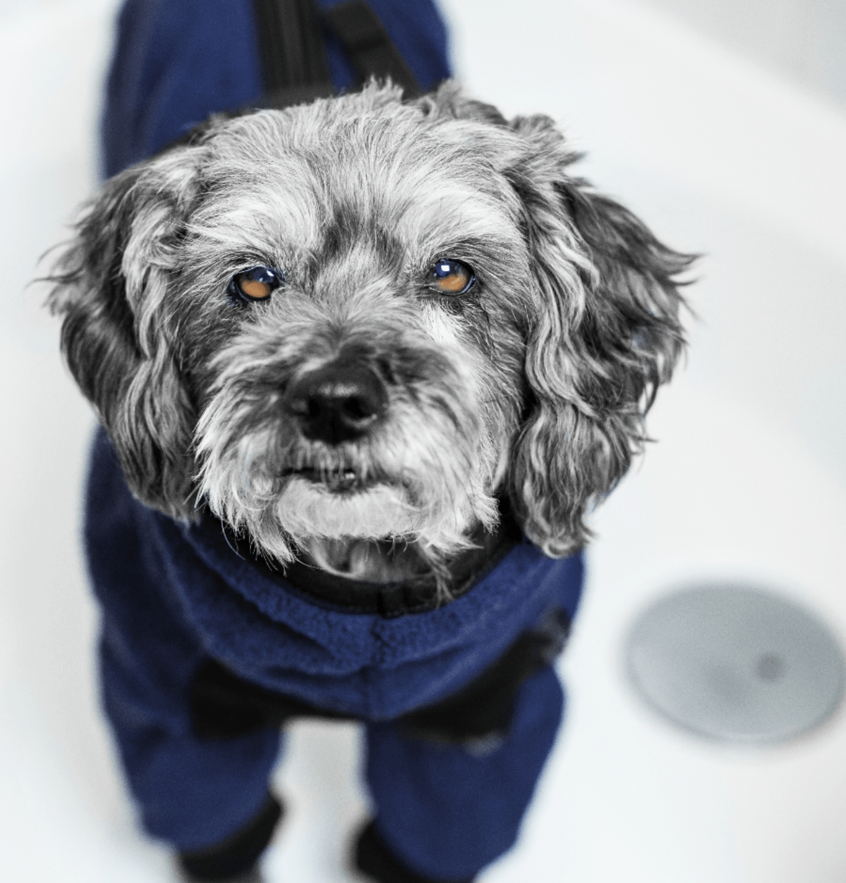 HealthyDog actionfactory dryup body zip.fit marine