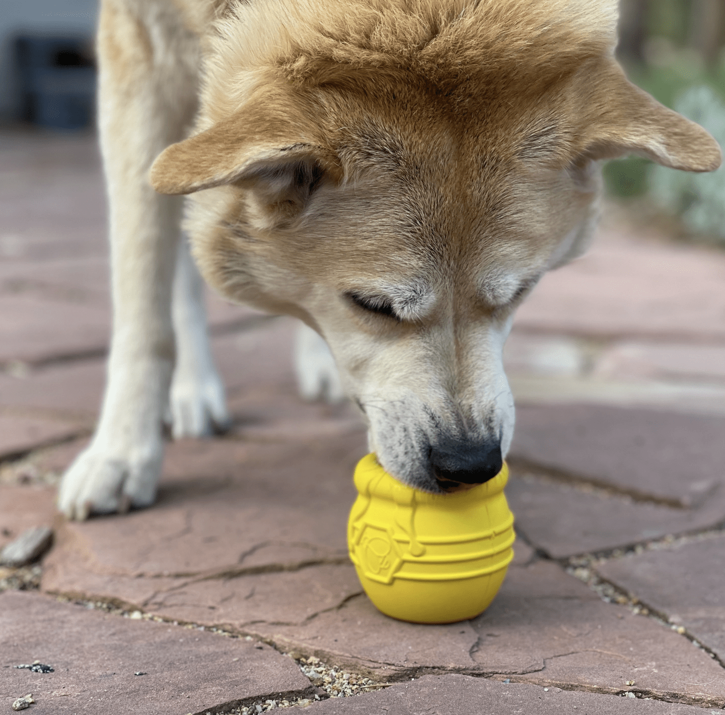 healthydog_produkte_sodapup_honigtopf_leckerlispender_mit_hund HealthyDog SodaPup Honigtopf Leckerlispender
