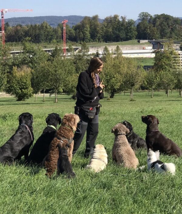 Online Videoanalyse Hunde