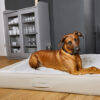 HealthyDog ammi for Dogs orthopädisches Hundebett Kunstleder schlamm