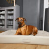 HealthyDog ammi for Dogs orthopädisches Hundebett Kunstleder schlamm