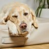 HealthyDog ammi for Dogs orthopädisches Hundebett Kunstleder schlamm