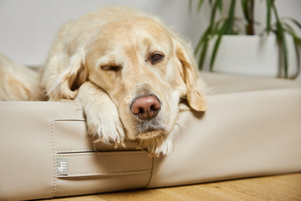 HealthyDog ammi for Dogs orthopädisches Hundebett Kunstleder schlamm