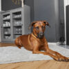 HealthyDog ammi for Dogs Liegekissen Plaid grau