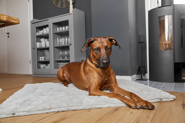 HealthyDog ammi for Dogs Liegekissen Plaid grau