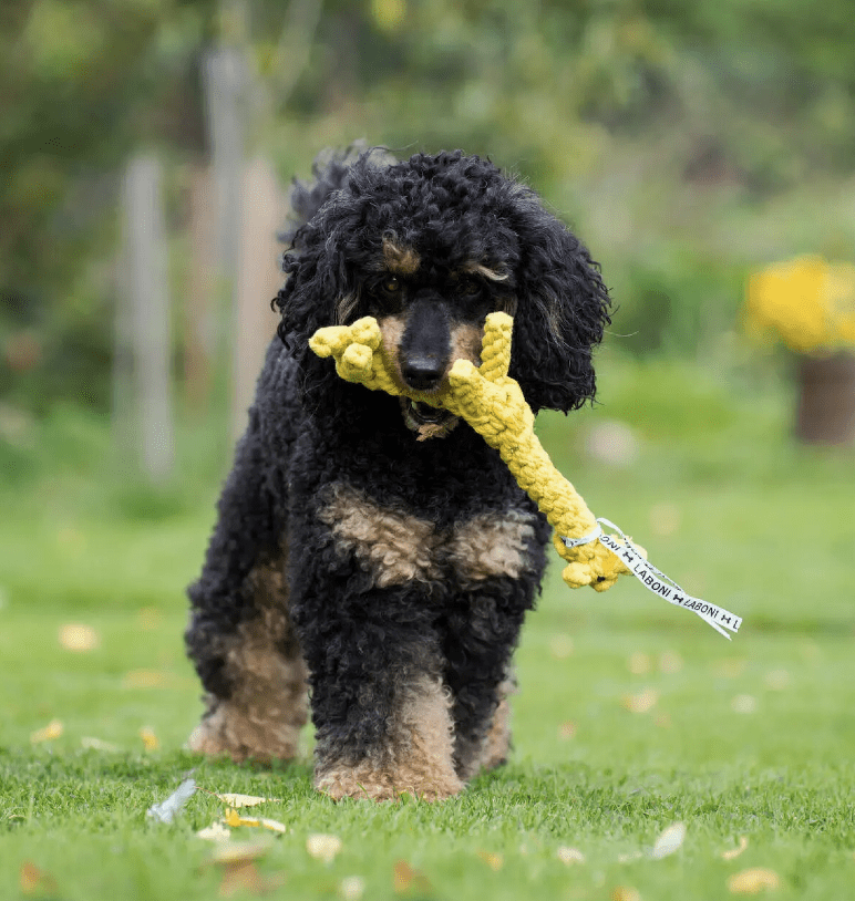 healthydog_produkte_laboni_gretchen_giraffe HealthyDog Laboni Gretchen Giraffe