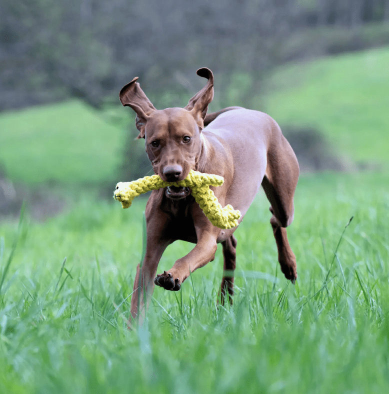healthydog_produkte_laboni_gretchen_giraffe HealthyDog Laboni Gretchen Giraffe