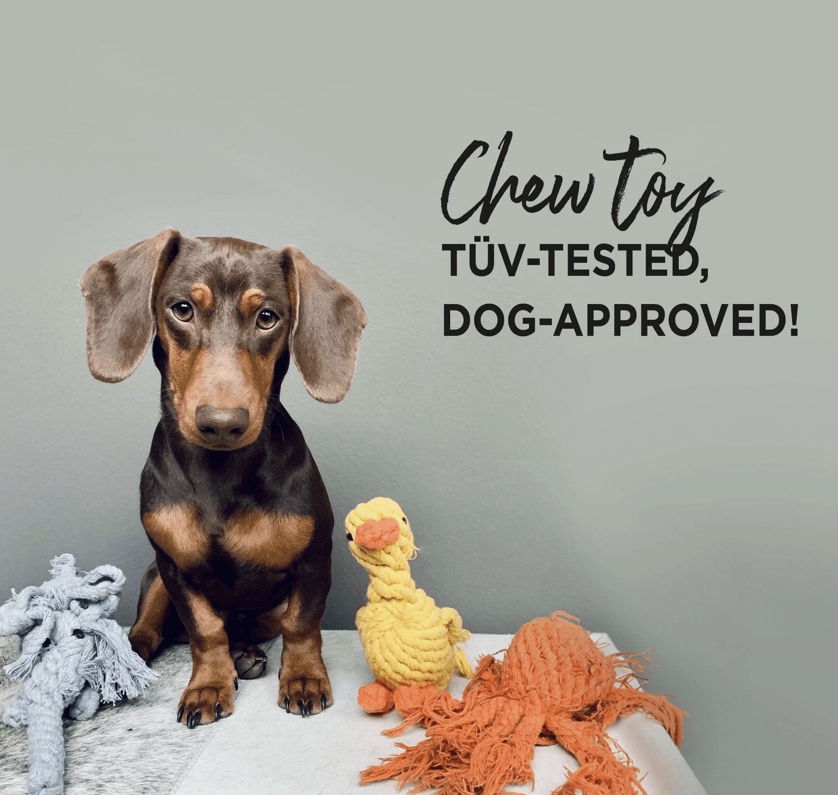healthydog_produkte_laboni_tapsi_der_kleine_herzensbrecher HealthyDog Laboni Tapsi - der kleine Herzensbrecher