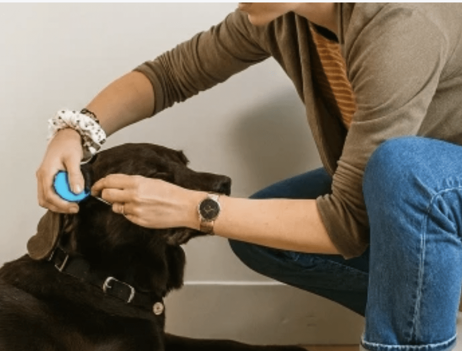 healthydog_produkte_rex_specs_gehörschutz HealthyDog Rex Specs Gehörschutz